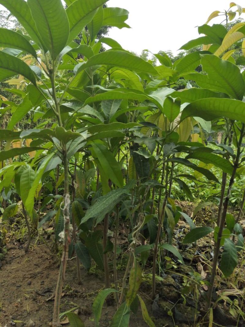 芒果苗，四季蜜芒果树苗(大小规格都有)原土杯带叶出售