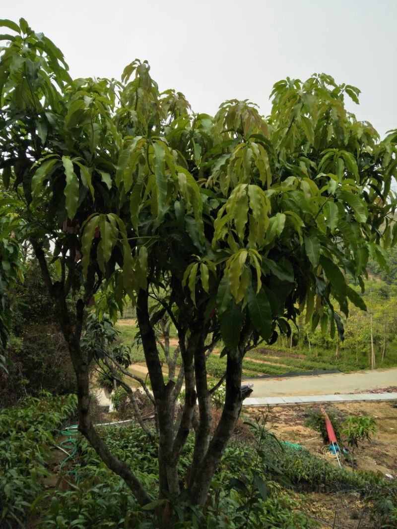 芒果苗，四季蜜芒果树苗(大小规格都有)原土杯带叶出售