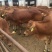鲁西黄牛300~400kg