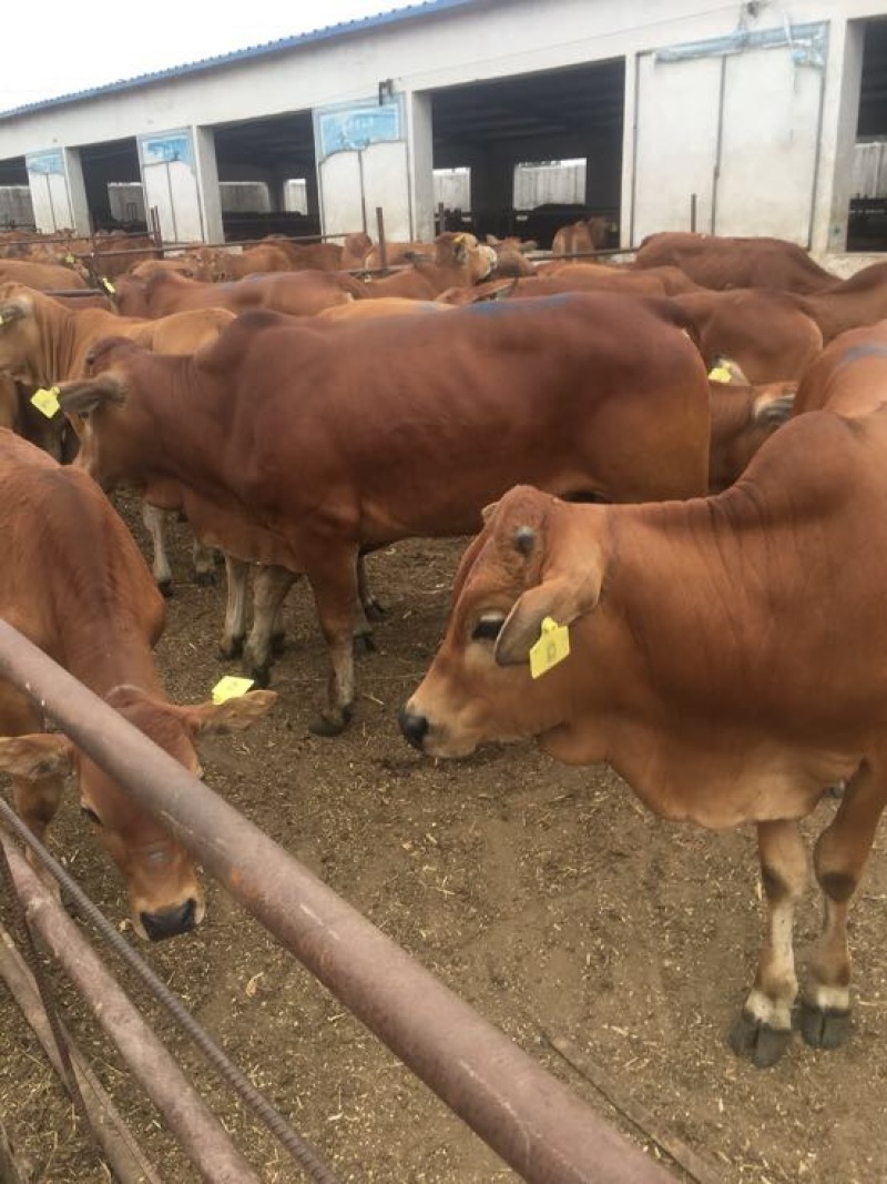 鲁西黄牛300~400kg