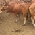 鲁西黄牛300~400kg