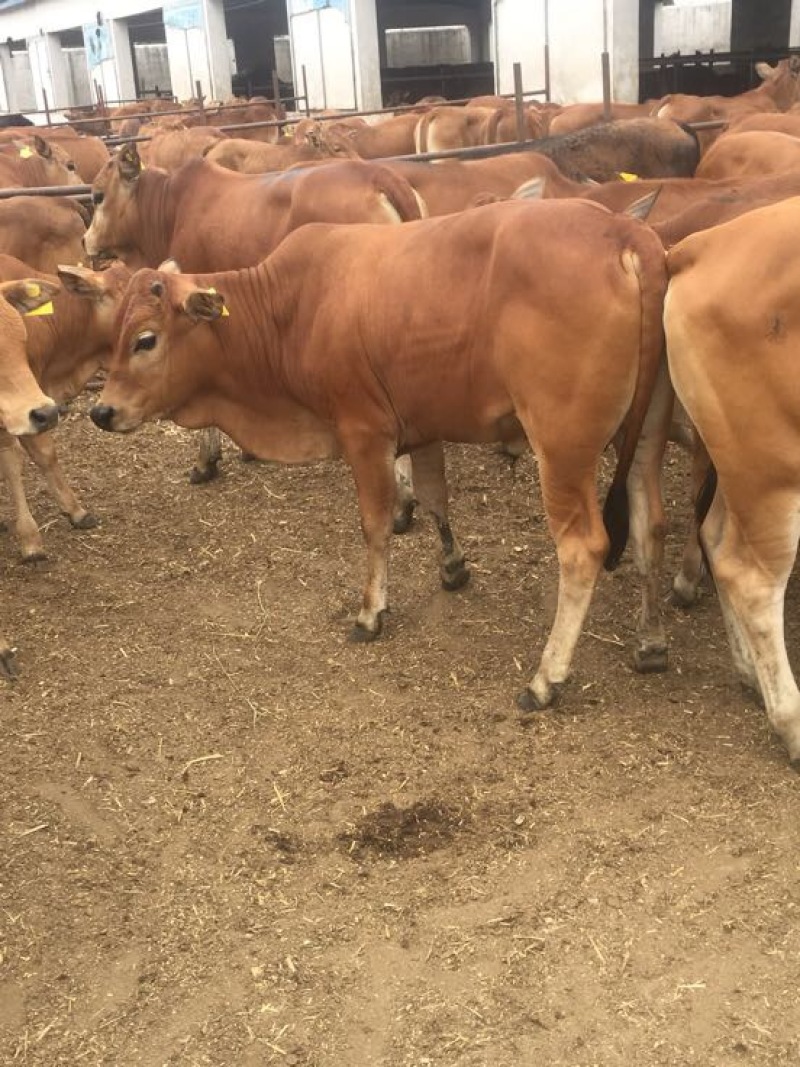 鲁西黄牛300~400kg