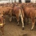 鲁西黄牛300~400kg
