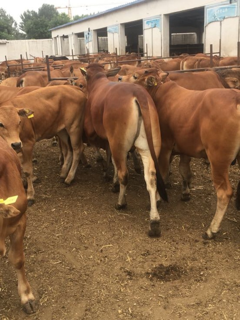 鲁西黄牛300~400kg