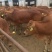 鲁西黄牛300~400kg