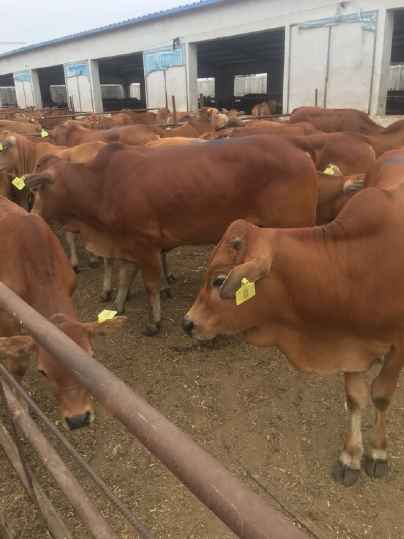 鲁西黄牛300~400kg