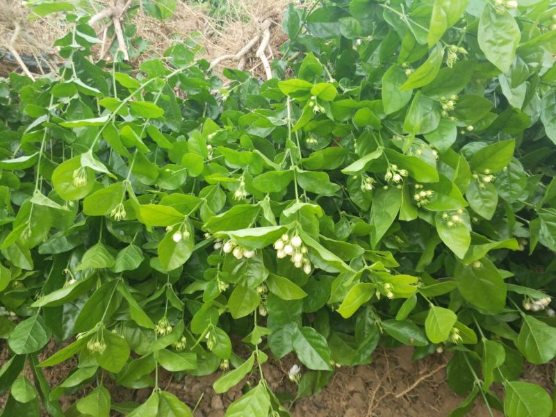 广西横州3年5年茉莉花苗三年苗重瓣双瓣茉莉花