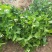 广西横州3年5年茉莉花苗三年苗重瓣双瓣茉莉花