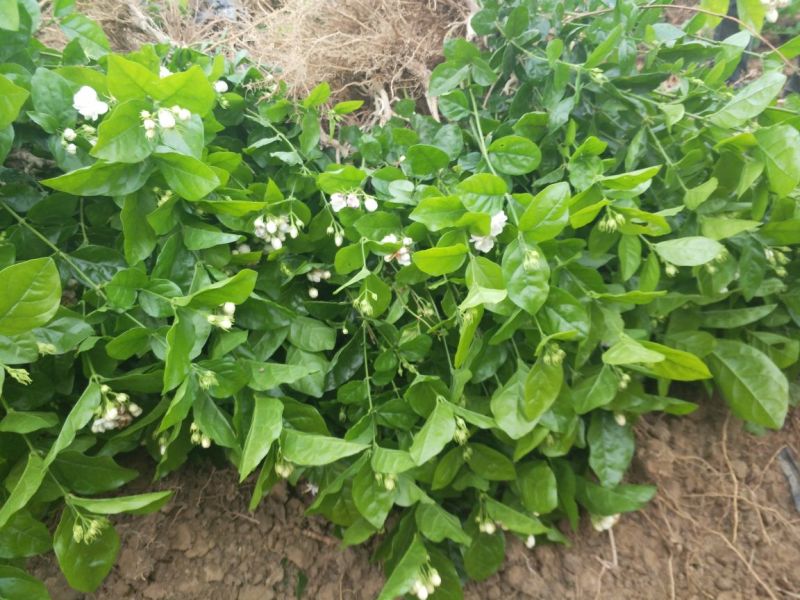 广西横州3年5年茉莉花苗三年苗重瓣双瓣茉莉花