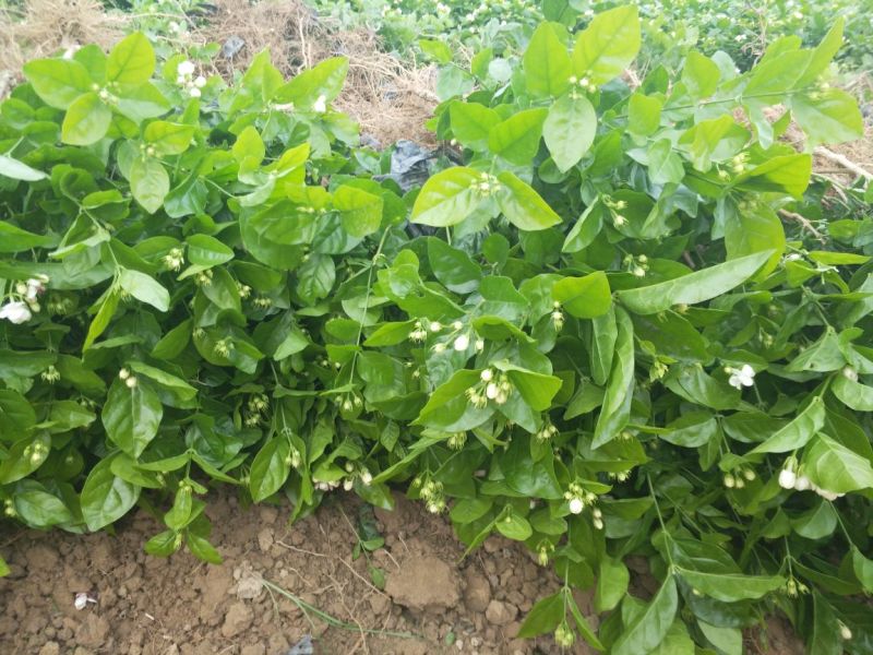 广西横州3年5年茉莉花苗三年苗重瓣双瓣茉莉花
