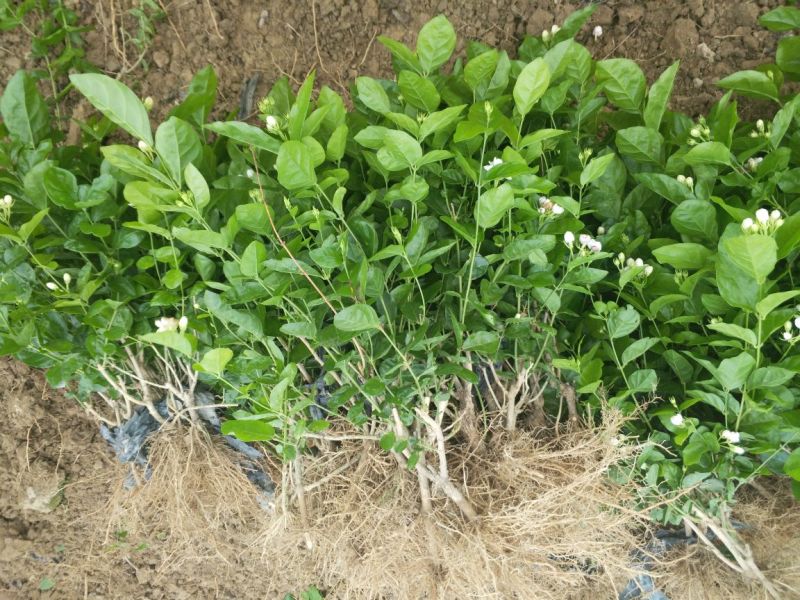 广西横州3年5年茉莉花苗三年苗重瓣双瓣茉莉花