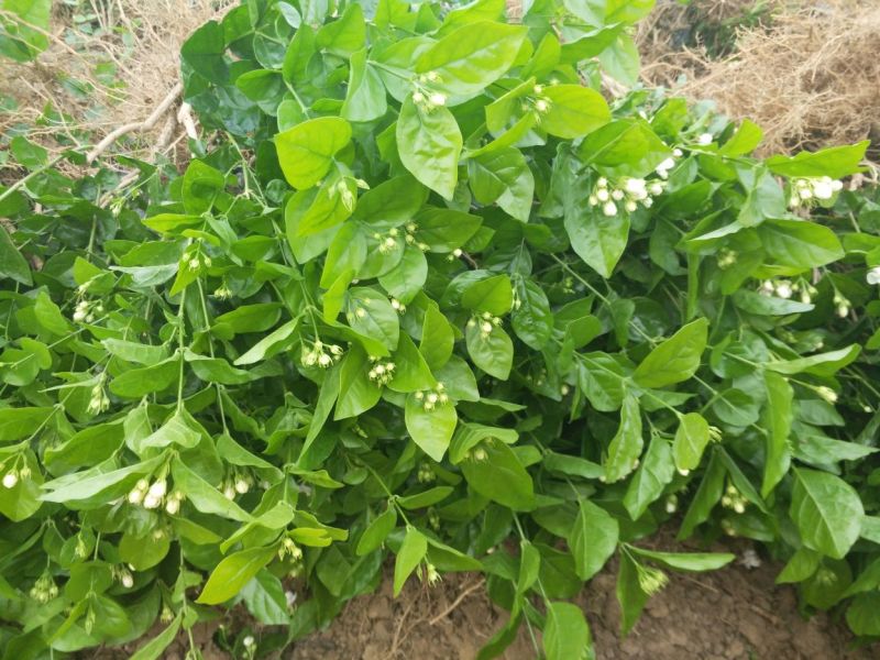 广西横州3年5年茉莉花苗三年苗重瓣双瓣茉莉花
