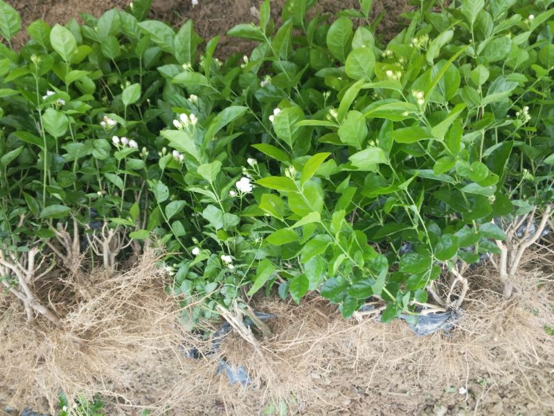广西横州3年5年茉莉花苗三年苗重瓣双瓣茉莉花