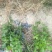 广西横州3年5年茉莉花苗三年苗重瓣双瓣茉莉花