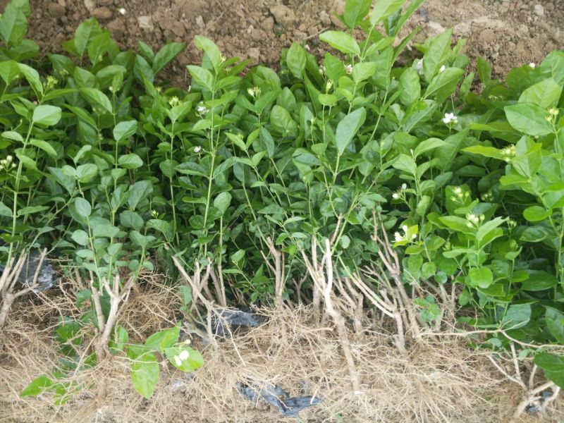 广西横州3年5年茉莉花苗三年苗重瓣双瓣茉莉花