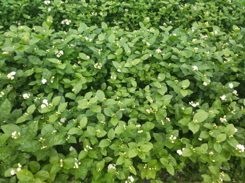 广西横州3年5年茉莉花苗三年苗重瓣双瓣茉莉花