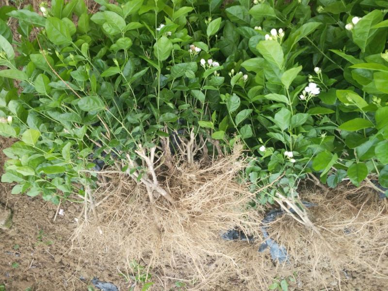 广西横州3年5年茉莉花苗三年苗重瓣双瓣茉莉花