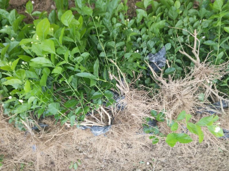 广西横州3年5年茉莉花苗三年苗重瓣双瓣茉莉花