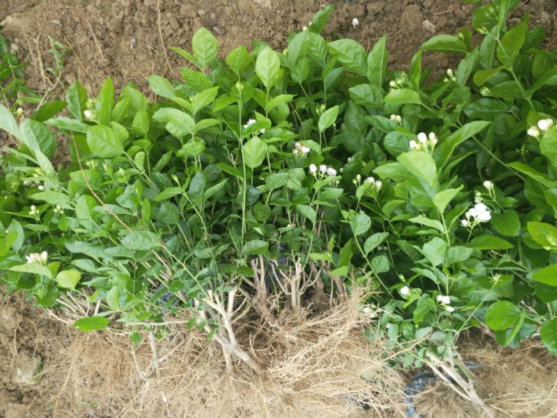 广西横州3年5年茉莉花苗三年苗重瓣双瓣茉莉花