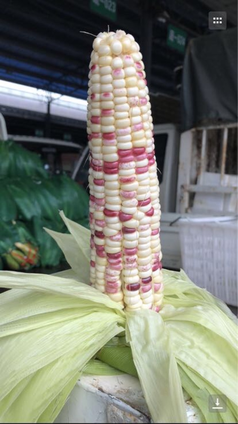 菜用玉米50%