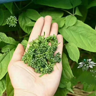 人参花6年大花长白山人参花（包邮质量好）