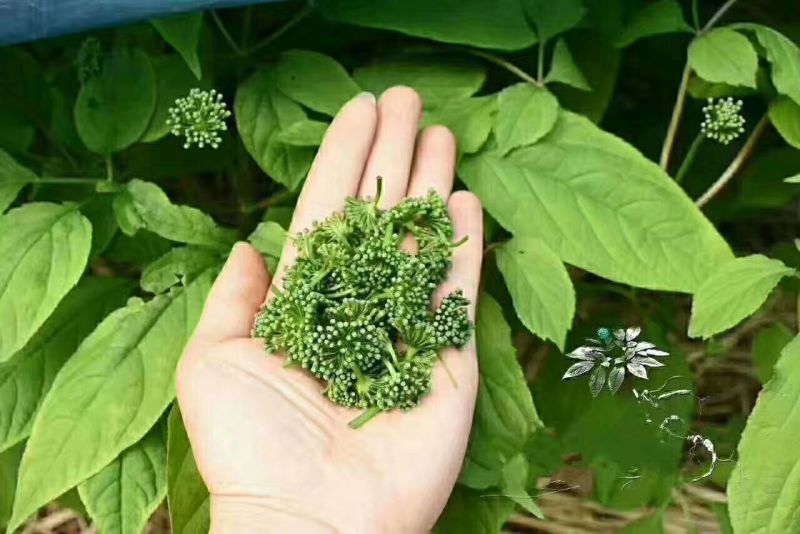 人参花6年大花长白山人参花（包邮质量好）