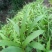 湖北特大紫花三叉白芨种苗20~30cm块茎5公分以上苗