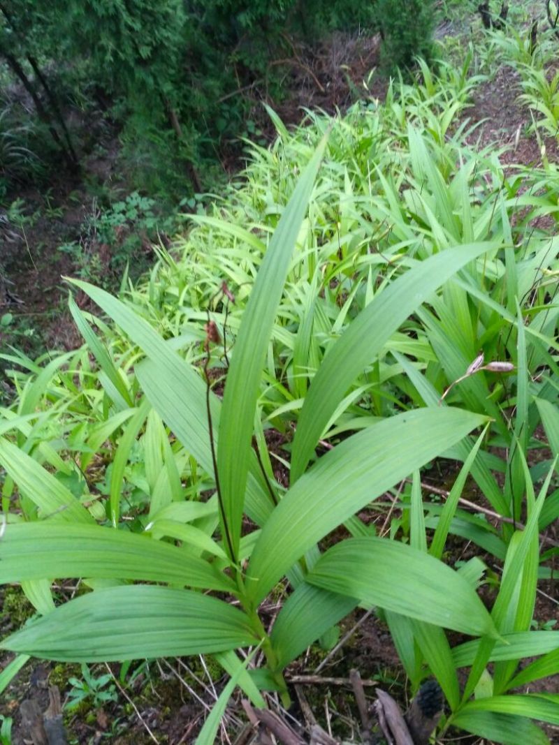 湖北特大紫花三叉白芨种苗20~30cm块茎5公分以上苗