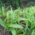 湖北特大紫花三叉白芨种苗20~30cm块茎5公分以上苗