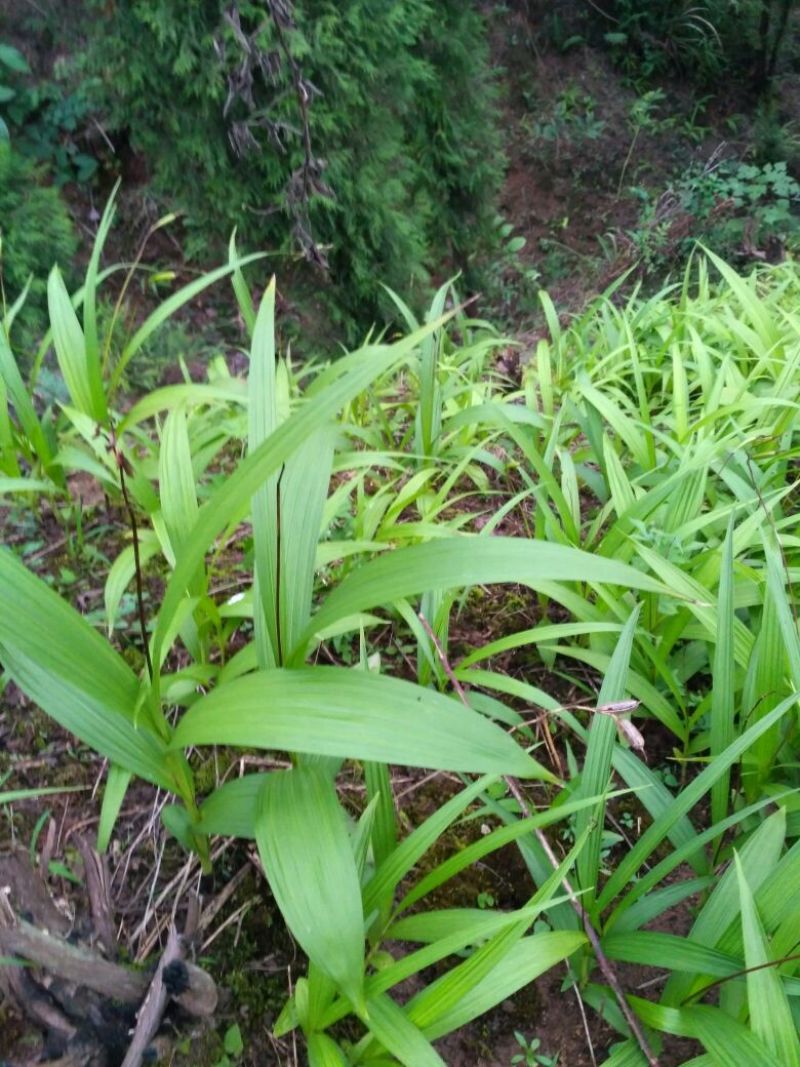 湖北特大紫花三叉白芨种苗20~30cm块茎5公分以上苗