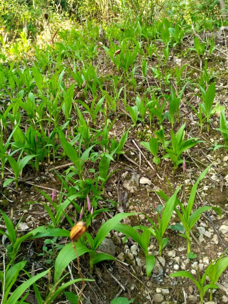 湖北省紫花三叉白芨种苗块茎2至3公分苗老不易倒