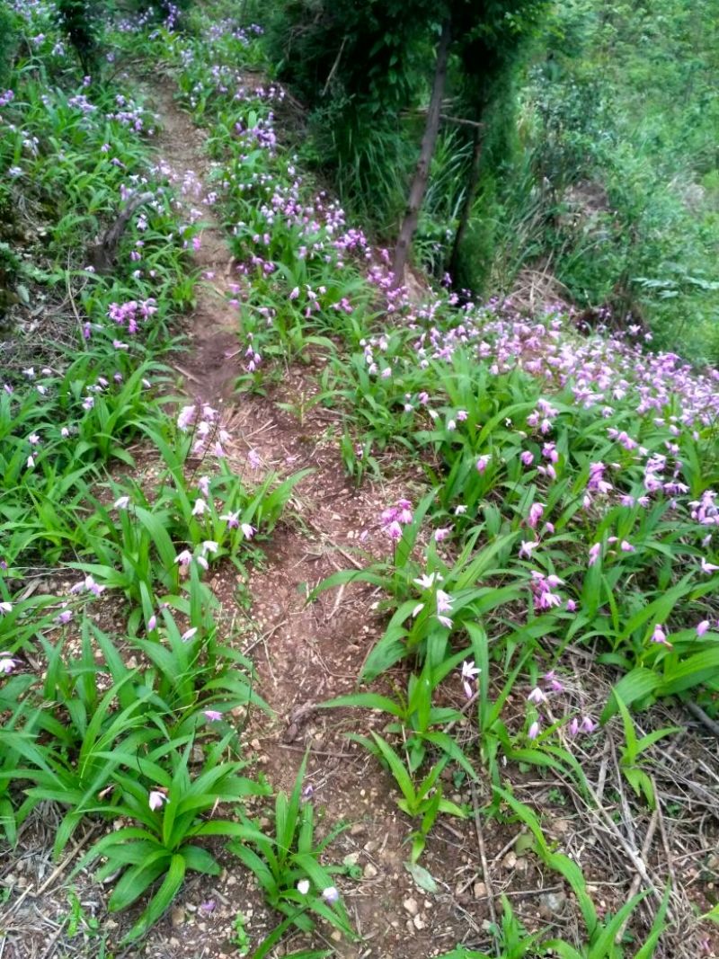 湖北特大紫花三叉白芨种苗20~30cm块茎5公分以上苗