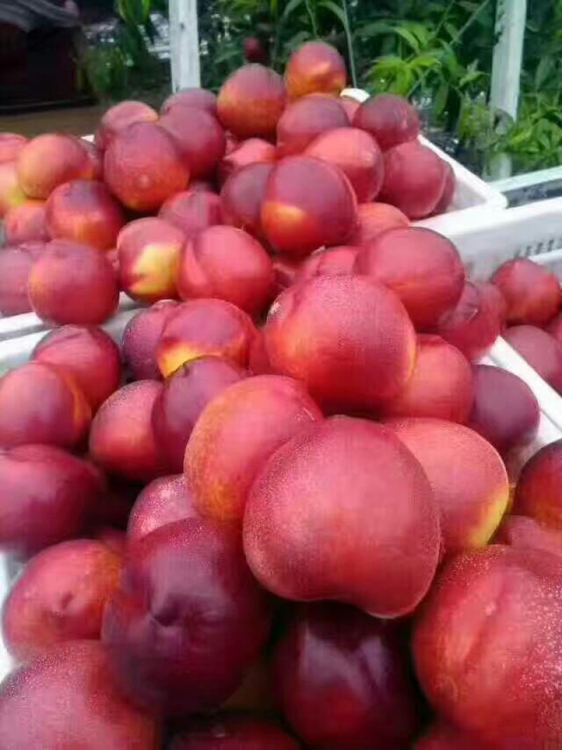 油桃