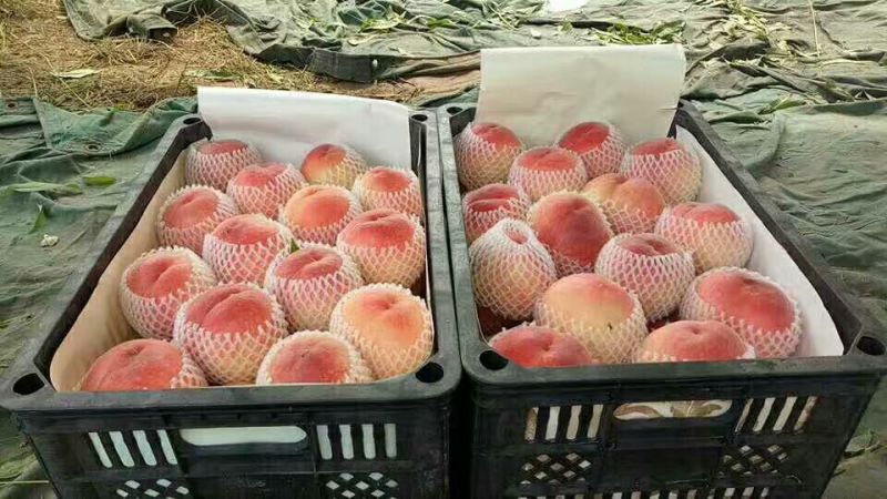 油桃