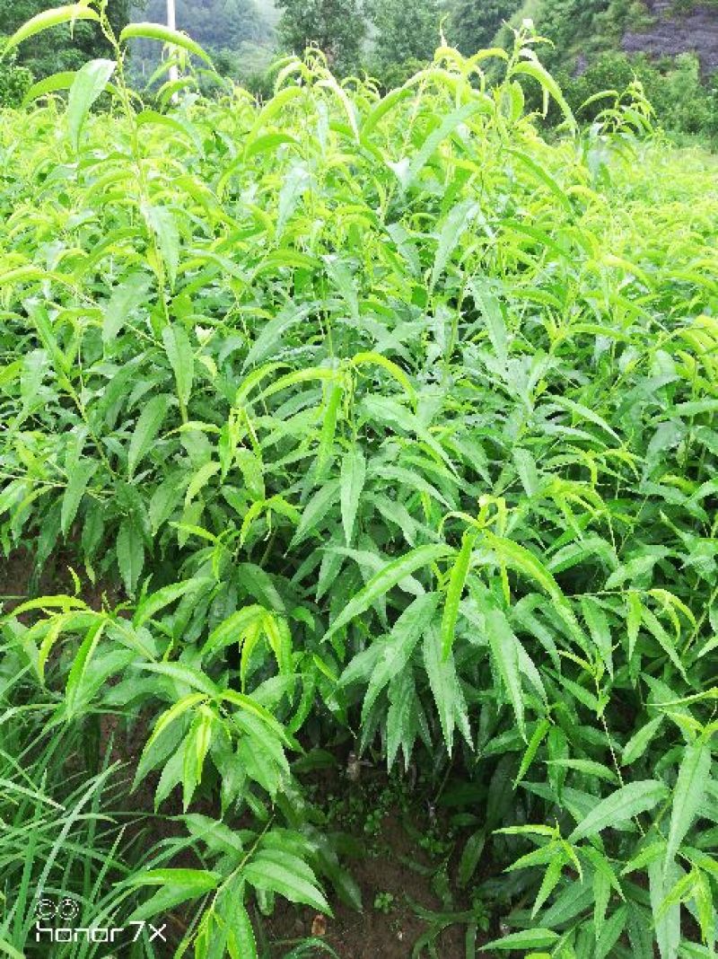桃树苗《黄桃苗》基地直发现挖批发，保证成活，