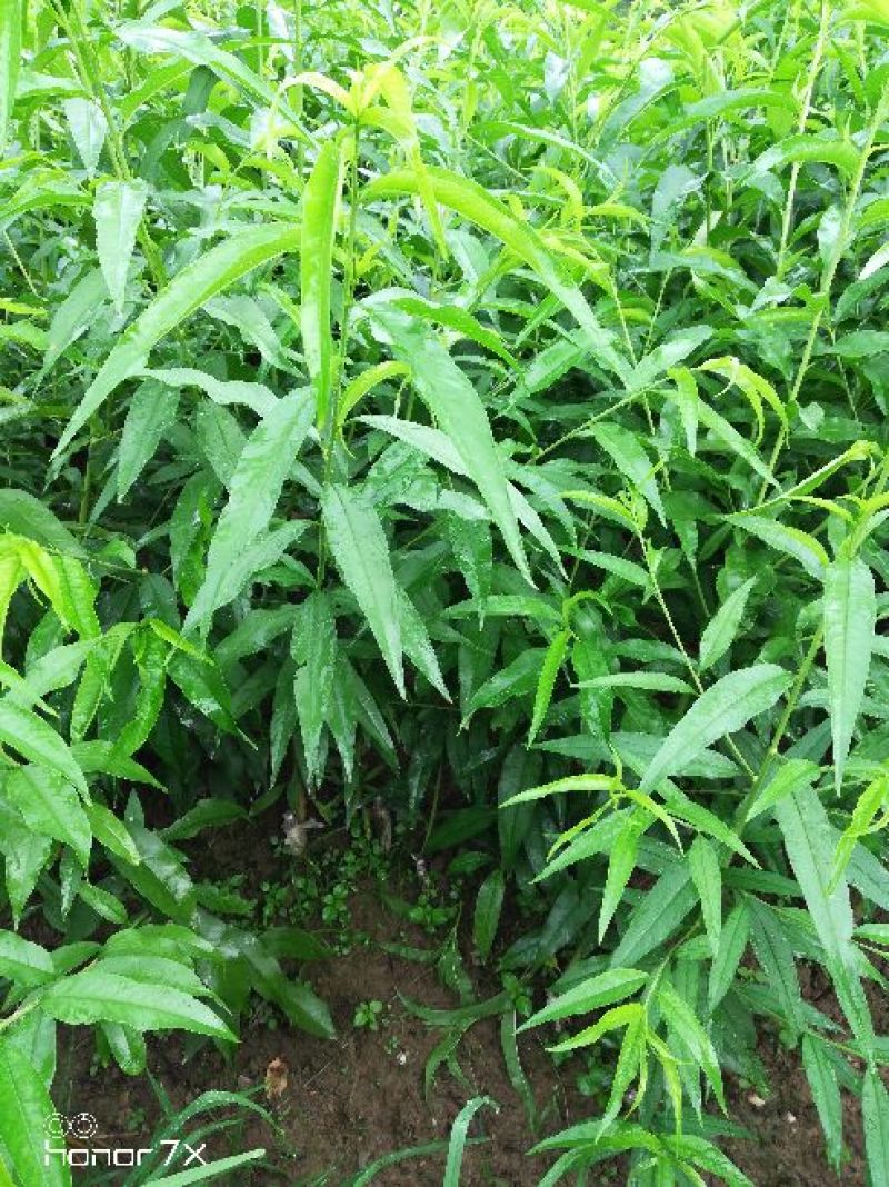 桃树苗《黄桃苗》基地直发现挖批发，保证成活，