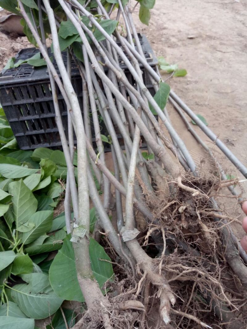 玉兰苗地栽苗50~60cm