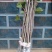 玉兰苗地栽苗50~60cm