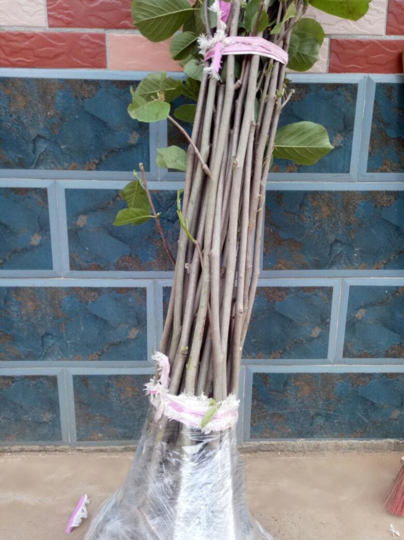 玉兰苗地栽苗50~60cm