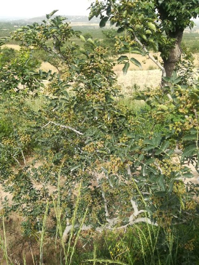 富平花椒色泽鲜艳，香味浓郁