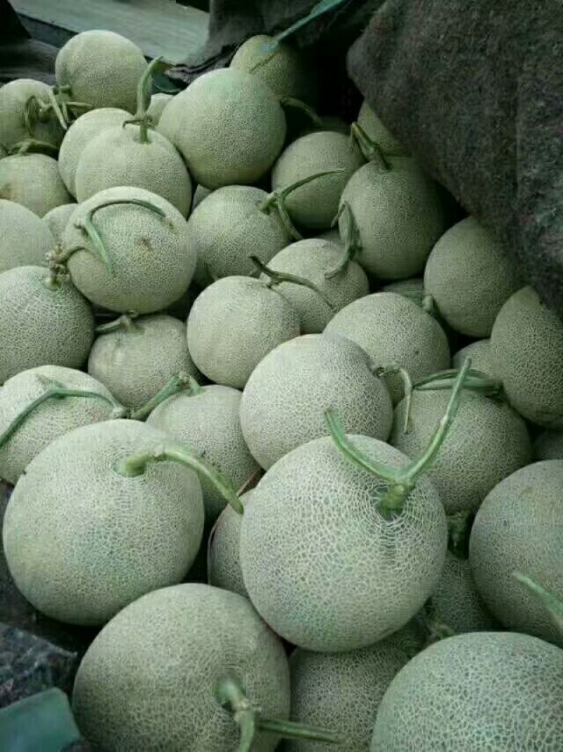 海阳网纹瓜