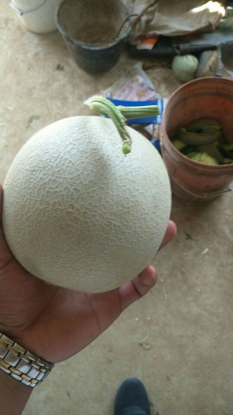 海阳网纹瓜