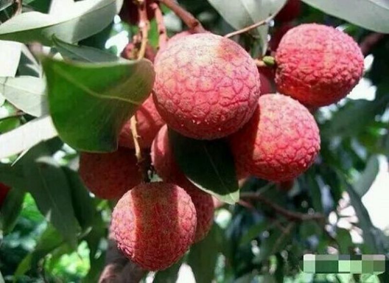 荔枝