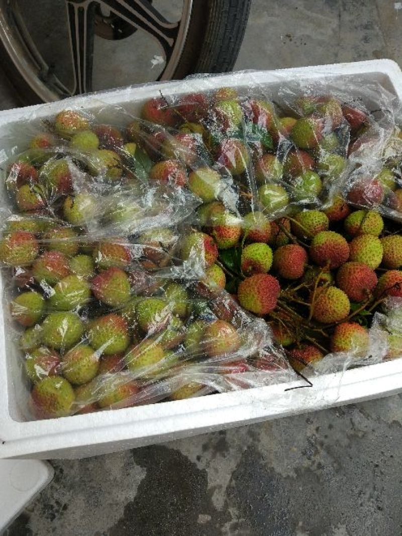 广东阳西妃子笑鲜荔枝10包邮