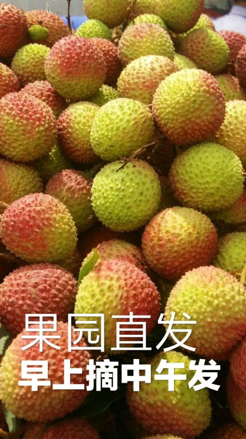 广东阳西妃子笑鲜荔枝10包邮