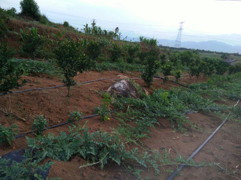 黑美人西瓜6斤打底7成熟2茬以上
