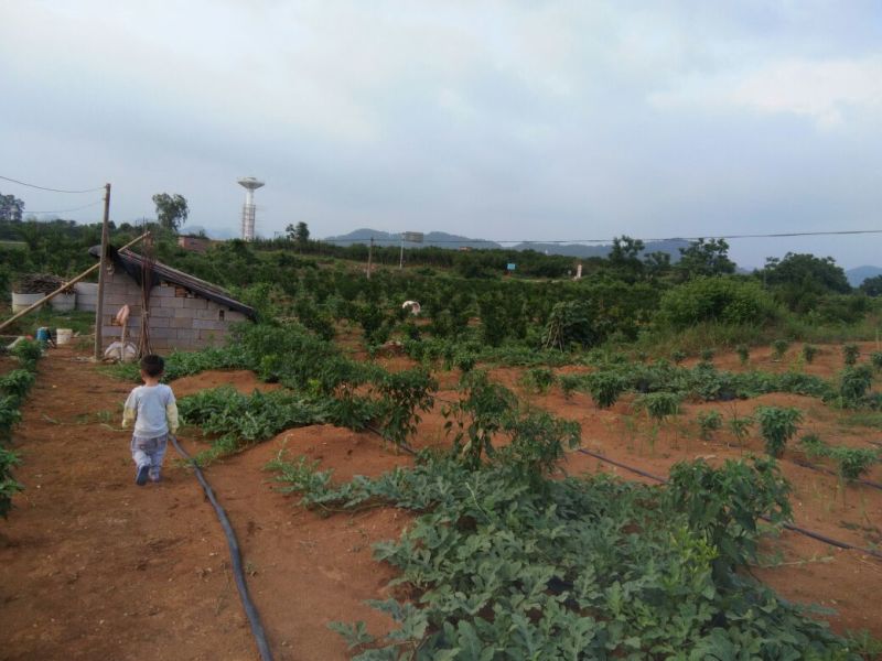 黑美人西瓜6斤打底7成熟2茬以上