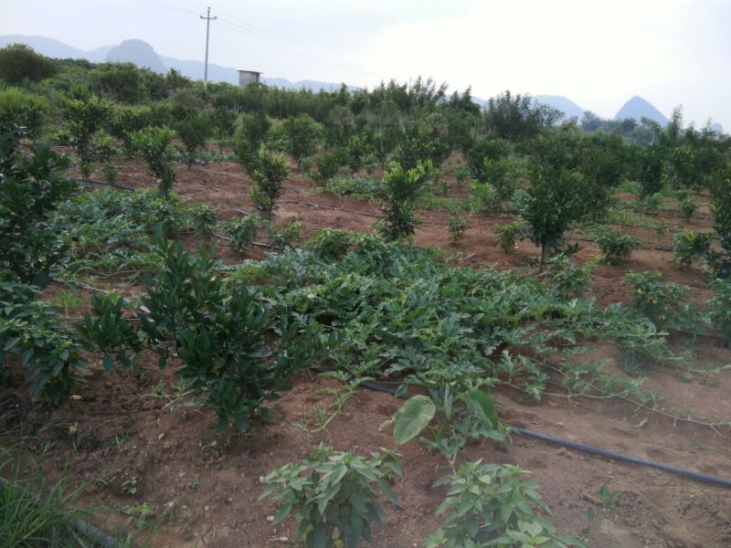 黑美人西瓜6斤打底7成熟2茬以上