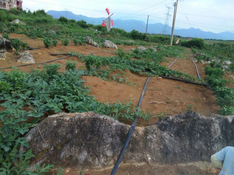 黑美人西瓜6斤打底7成熟2茬以上