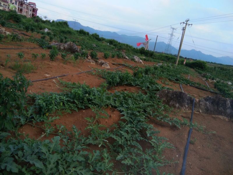 黑美人西瓜6斤打底7成熟2茬以上